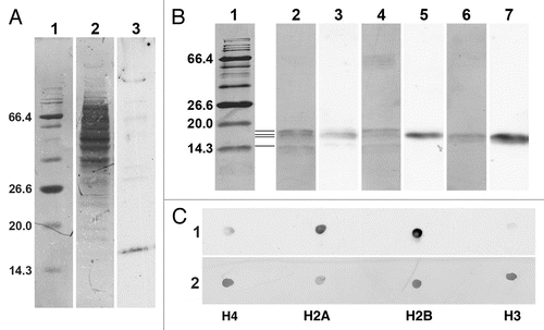 Figure 10 Immunoblot and immunodot analysis of the reactivity of PL2-6. (A) 4–20% gradient SDS-PAGE immunoblot analysis of U2OS total cell extract. Lanes: 1, BioLab protein molecular weight (mol wt) standards, stained with Coomassie Blue (CB), indicating the mol wt (kDa) of several proteins; 2, total cell extract stained with CB; 3, ECL reaction with PL2-6. (B) 17.5% SDS-PAGE with the following lanes: 1, protein mol wt markers stained with CB; 2 and 3, HeLa core mononucleosomes; 4 and 5, equimolar mixture of recombinant Xenopus inner histones H4, H2A, H2B and H3; 6 and 7, equimolar mixture of recombinant Xenopus inner histones H2A and H2B. All lanes are from the same gel. Lanes 1, 2, 4 and 6, CB stained. Lanes 3, 5 and 7, ECL exposures carefully aligned to lanes 2, 4 and 6, respectively. Mol wt values (kDa) of the markers are indicated to the left of lane 1. The four thin horizontal lines between lanes 1 and 2 denote the positions of the four inner histones, starting with the lowest band (H4) and progressing upward, H4, H2A, H2B and H3. (C) Immunodot blots of equimolar aliquots of purified individual recombinant Xenopus inner histones (H4, H2A, H2B and H3). Strip 1, ECL reaction with PL2-6. Strip 2, identical membrane strip after CB staining.