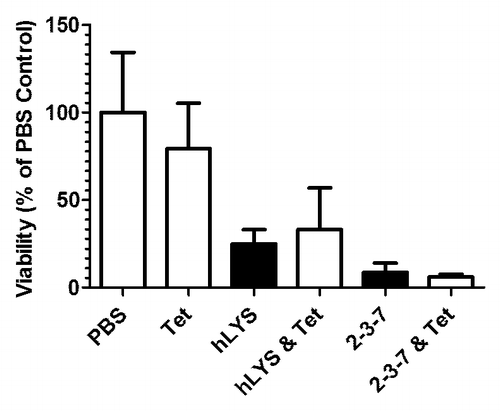 Figure 3. Lysozymes and Tet009 as combination therapies. The lungs of C57BL/6 mice were infected with 5 × 107 CFU of P. aeruginosa strain FRD1, and one hour later mice were treated with a PBS control, 1.5 μg of Tet009 alone, or 1.5 μg of Tet009 in combination with either 100 μg of wild type hLYS or 100 μg of engineered variant 2-3-7 (a 1:8 molar ratio of Tet009 to hLYS). Twenty-three hours after treatment, mice were sacrificed and lung CFU were enumerated. The combined Tet009 and 2-3-7 treatment showed a strong trend toward reduced bacterial burden (one-way ANOVA, P = 0.0786). n = 4 to 5 per group, with the exception of the PBS control arm which had 10 mice. Values represent mean ± SEM. Data in black reproduced with permission from reference Citation20.