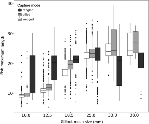 Figure 4. Length distribution of brook trout in relation to different gillnet mesh sizes and capture modes; data from four alpine lakes in the Gran Paradiso National Park.