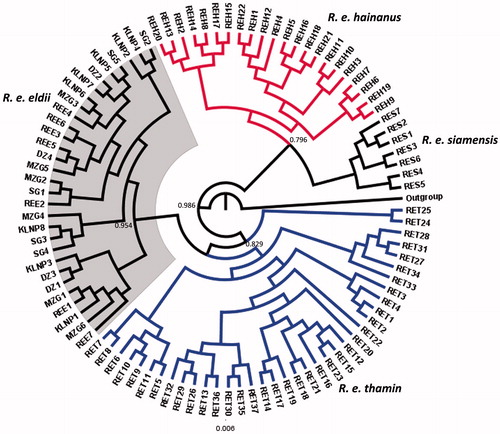 Figure 1. Bayesian (MCMC) consensus tree of 96 Eld’s deer sequences based in the mtDNA control region. Posterior values in percentage are provided at their respective nodes. The Elaphurus davidianus (AF291894) was used as an out group. Gray shade represents clade of captive and wild population of Sangai deer (R. e. eldii).