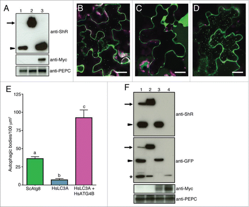 Figure 7. Nicotiana benthamiana plant ATG4 efficiently process yeast Atg8 but weakly process human LC3A. (A) C-ScAtg8-ShR (lane 1), C-HsLC3A-ShR (lane 2), and C-HsLC3A-ShR with HsATG4B (lane 3) were expressed in N. benthamiana plant leaves and cleavage byproduct (ShR) was detected with anti-ShR antibodies (top panel). The cleaved ShR byproduct was observed in C-ScAtg8-ShR-expressing tissue (lane 1) but not in C-HsLC3A-ShR (lane 2). Coexpression of C-HsLC3A-ShR with HsATG4B resulted in accumulation of the cleaved ShR byproduct (lane 3). Arrow and arrowhead indicate full-length ATG8 sensors and cleaved byproducts, respectively. Anti-MYC was used to detect the HsATG4B input (middle panel, lane 3). Anti-PEPC was used for input loading control (bottom panel). (B to D) C-ScAtg8-ShR sensor was processed by endogenous N. benthamiana ATG4s and the mature form of C-ScAtg8 was incorporated into autophagic bodies in the vacuole (B). Coexpression of C-HsLC3A-ShR with HsATG4B showed enhanced accumulation of autophagic bodies in the vacuole (D) compared to the expression of C-HsLC3A-ShR alone (C) in N. benthamiana leaves. Scale bar: 20 µm. (E) Quantification of autophagic bodies observed in (B to D). One-way ANOVA test indicates a statistically different number of autophagic bodies accumulated in the vacuole of cells expressing ScATG8 alone and HsLC3A with HsATG4B compared to HsLC3A alone. Lowercase letters indicate statistical differences (P < 0 .0001). (F) C-ScAtg8-ShR (lane 1), C-HsLC3A-ShR (lane 2), C-HsLC3A-ShR with HsATG4B (lane 3), and Citrine alone with HsATG4B (lane 4) were expressed in N. benthamiana plant leaves. After dark-induced autophagy, the isolated proteins were separated on SDS-PAGE and probed with anti-ShR antibodies (top panel). C-HsLC3A-ShR synthetic substrate (top panel, lane 2) could not be processed by endogenous N. benthamiana ATG4s compared to ScAtg8 (top panel, lane 1) in the dark-induced autophagy condition. The HsLC3A was efficiently processed when coexpressed with HsATG4B (top panel, lane 3). Anti-GFP antibody was used to detect free Citrine fluorescent protein and mature processed C-ATG8A or -LC3A (second panel). Anti-MYC was used to detect the HsATG4B input (third panel). Anti-PEPC was used for input loading control (bottom panel). Arrows and arrowheads indicate full-length synthetic sensors and cleaved byproducts, respectively. Asterisk represents free Citrine.