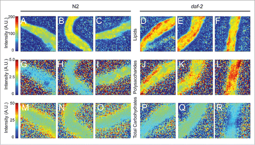 Figure 2. FT-IR microspectroscopy can be used to analyze intestinal tissue dissected from adult worms. A – F show relative intensity heat maps of the absorption in the 3000–2000 cm−1 region (lipids) generated with intestinal tissue dissected from adult worms. Each pixel indicates the relative intensity value calculated from one spectrum. N2 indicates the wild-type strain, Bristol N2; daf-2 denotes the hypomorphic allele, daf-2(e1370). Note that many pixels in the images of the daf-2 mutant intestines show the highest relative intensities whereas this is not the case for pixels in the images for wild-type intestines. G-L. Relative intensity heat maps of the absorption in the 1020–1130 cm−1 region for the same dissected intestinal tissue shown in A-F. Note that many pixels in the images of the daf-2 mutant intestines show the highest relative intensities whereas this is not the case for pixels in the images for wild-type intestines. M-R. Relative intensity heat maps of the absorption in the 1140–1180 cm−1 region. There is a modest trend for the relative intensities to be lower in the daf-2 mutants than in wild type. The increased blurriness of the images shown in G to R is because the spatial resolution is less for the higher wavelength of the radiation absorbed by polysaccharides or simple carbohydrates.