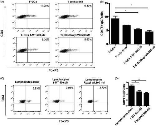 Figure 3. IDO1 inhibition with Roxyl-WL reduced the conversion of Treg-like cells in vitro. (A,B) Human CD4+ T cells were cultured in the presence of pDCs 500 nM and Roxyl-WL or 500 μM 1-MT for 6 days. (C,D) Lymphocytes from the spleen of normal C57BL/6 mice were cultured with 500 nM Roxyl-WL or 500 μM 1-MT for six days. Cells were costained for CD4 and Foxp3 expression. (A,C) A representative plot of FACS analysis is presented. (B,D) Average values of three independent experiments are shown in the graph. Error bars represent SD.