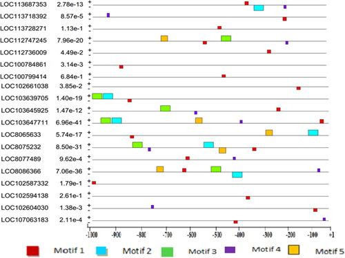 Figure 1. Putative motifs distribution in potassium transporter gene sequences relative to TSSs. The Motifs were investigated by the MEME web server. Colored boxes represent different putative motifs. The expected values calculated by MEME are shown after the gene names. See Table 1 for the respective crop species.