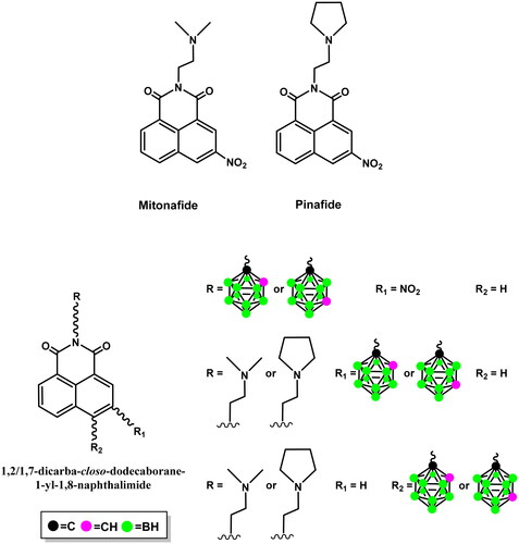 Figure 1. Structures of mitonafide, pinafide, and 1,8-naphthalimides modified with 1,2-dicarba-closo-dodecaborane or 1,7-dicarba-closo-dodecaboraneCitation14–16.