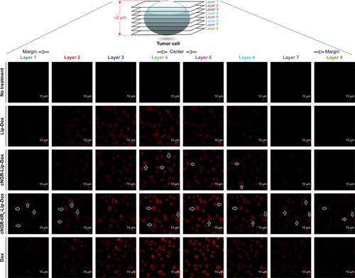 Figure S4 Cell uptake visualized by confocal laser-scanning microscopy.Notes: HT1080 cells recorded after incubation with free Dox, Lip-Dox, cNGR-Lip-Dox, and cNGR-tiR9-Lip-Dox (Dox 2.5 µg/mL) at 37°C for 24 hours. Cells were fixed with 4% paraformaldehyde. Dox fluorescence (red) was documented.Abbreviations: cNGR, cyclic asparagine–glycine–arginine; Dox, doxorubicin; Lip, liposomes; tiR9, tandem-insert nona-arginine.