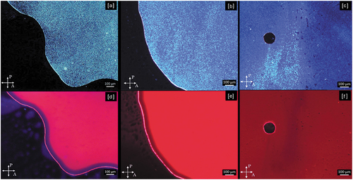 Figure 1. Polarized optical images of varying wt.% concentrations of high quantum yield emitter (clustomesogen, NC). [A:C] under white light revealing birefringence correlating to the template. [B,E] highlighting optimal wt.% concentration under white light and under UV revealing fully homogenous and thorough B4 texture as well as the intense red phosphorescence of the BCLC/Clustomesogen system respectively. Less than optimal wt.% concentration of clustomesogen micrograph under white light [A] and under UV light [D]. Greater than ideal wt.% concentration under white light [C] and under UV [F] showing signs of disruption of the B4 phase.