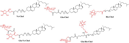 Figure 3. The structures of liposome ligands Glu-Chol, Vc-Chol, Bio-Chol, Glu-Vc-Chol, and Glu-Bio-Chol.
