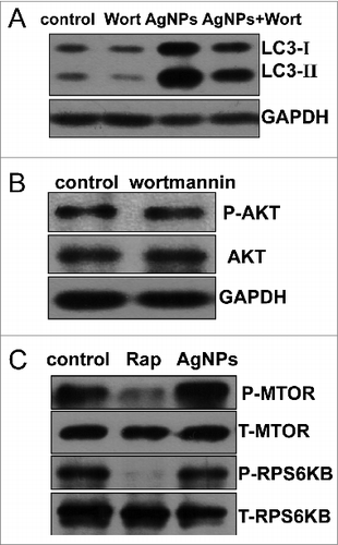 Figure 5. Ag NPs induced autophagy in a PtdIns3K-dependent and MTOR-independent fashion. (A) Western blotting of LC3 in HeLa cells treated with PBS (control) or 10 μg/mL Ag NPs for 24 h in the presence or absence of 1 μM wortmannin (Wort). (B) HeLa cells treated with PBS (control) or 1 μM wortmanin for 24 h and analyzed by AKT and phospho-AKT western blotting. (C) HeLa cells treated with PBS (control), 200 nM rapamycin (Rap) or 10 μg/mL Ag NPs for 24 h, were analyzed for MTOR activity by protein gel blotting for levels of total (T) and phosphor (P)-MTOR and RPS6KB.