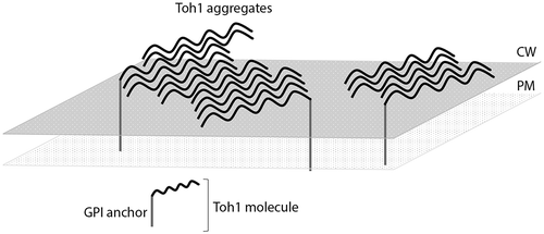 Figure 5. The proposed model for the organization of the Toh1 amyloid-like aggregates in the S. cerevisiae cell wall. One part of protein molecules is covalently linked with the cell wall glycane scaffold by means of GPI anchor, and another part of protein is linked with the GPI-anchored Toh1 molecules through hydrogen bonds, forming SDS-resistant amyloid-like aggregates.