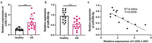 Figure 7. LOXL1-AS1 was upregulated in the serum of atherosclerosis patients 15 serum samples of atherosclerosis patients as well as 15 serum samples of healthy donors were collected. RT-PCR was performed to detect LOXL1-AS1 and miR-590-5p in the clinical samples (a-b). C: linear regression analysis was used to analyze the correlation of LOXL1-AS1 and miR-590-5p in the serum of atherosclerosis patients. N = 3