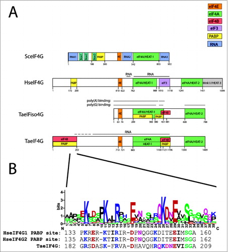 Figure 1. Partner protein interactions of eIF4G in higher eukaryotes. (A) The RNA and protein binding domains in wheat eIF4G (TaeIF4G), eIFiso4G (TaeIFiso4G), human eIF4G (HseIF4G), and yeast eIF4G (SceIF4G) are shown. Interaction domains for partner proteins are indicated by color with a key included. Domains for yeast eIF4G are defined as described previously.Citation37 (B) Below the N-terminal PABP binding site of wheat eIF4G is a sequence logo for the region corresponding to the PABP interaction site in human eIF4G. For this analysis, a sequence alignment from 6 monocot and 7 dicot eIF4G homologs was generated using EBI MUSCLE. The aligned sequences were submitted to WebLogo Berkeley to generate a sequence logo, in which the most conserved one, 2, or sometimes 3 residues at each position are shown as the consensus. Below the protein sequence logo are the sequences of the PABP interaction sites for human eIF4G1 and eIF4G2 as well as the corresponding sequence for wheat eIF4G. In each case, residues conserved with the consensus sequence are colored as in the sequence logo. The logo was constructed from eIF4G homologs from Triticum aestivum (wheat, JN091779), Brachypodium distachyon (Bd1g25002), Oryza sativa (Os07 g36940), Setaria italica (Si028648), Panicum virgatum (Pv00019592 and Pv00063738), Phaseolus vulgaris (010G043700), Ricinus communis (29709), Brassica rapa Chiifu-401 (Bra014505), Thellungiella halophila (Thhalv10005736), Capsella rubella (Cr10016570), Arabidopsis thaliana (AEE80028), and Arabidopsis lyrata (939058).