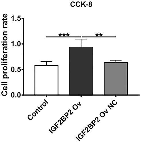 Figure 5 Cell proliferation analysis after IGF2BP2 overexpression. The Cell Counting Kit-8 was used to analyze cell proliferation. The cell proliferation in the IGF2BP2 Ov group was significantly higher than that in the control group, P < 0.01. This indicates that overexpression of IGF2BP2 could promote the proliferation of MDA-MB-231 cells.(**P < 0.01; ***P < 0.001).