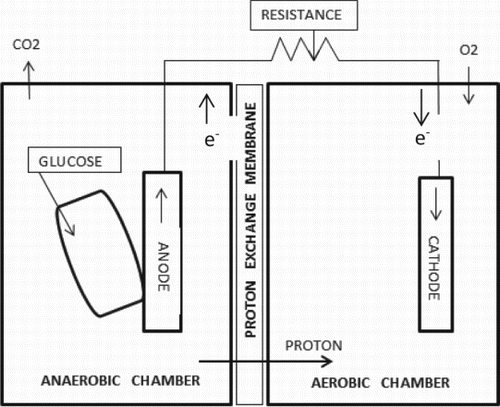 Figure 1. Schematic outline of a typical dual chamber MFC.