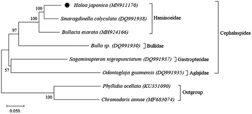 Figure 1. Phylogenetic position of H. japonica in the order Cephalaspidea. The mitogenome of H. japonica is marked with a black spot. Two species from the order Nudibranchia Chromodoris annae and Phyllidia ocellata are used as the outgroup.