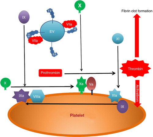 Fig. 2.  Tissue factor initiates coagulation by binding factor VIIa to form membrane bound complex which activates factor X. This forms a complex with factor Va which activates prothrombin to thrombin. Thrombin activates factor XI which creates an amplification loop through the factor IXa/VIIIa activation of factor X. The resulting burst of thrombin generation causes platelet activation and conversion of insoluble fibrinogen to an insoluble thrombin clot.