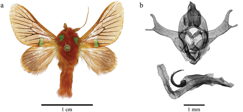 Figure 1. Delorhachis nouabaleensis sp. n. (a) adult male, (b) male genitalia.
