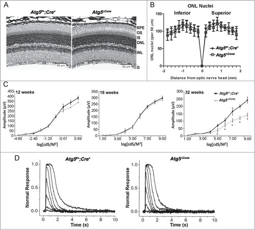 Figure 6. Analysis of rod function in Atg5ΔCone mice. (A) Retinal sections from Atg5f/+; Cre+ (left) and Atg5ΔCone (right) mice at 52 wk. (B) Outer nuclear layer nuclei density in Atg5f/+; Cre+ and Atg5ΔCone mice at 54 wk. (C) Comparison of rod in vivo ERG a-wave response amplitudes from Atg5f/+; Cre+ control) and Atg5ΔCone mice at 8 wk (left), 18 wk (middle), and 32 wk (right). * denotes significantly different from control, p < 0.05, n = 5. (D) Representative flash response families from Atg5f/+; Cre+ control (left) and Atg5ΔCone (right) mice at 52 wk. Flash intensities range from 0.9 to 1297 photons µm−2 in ~0.5 log unit increments.