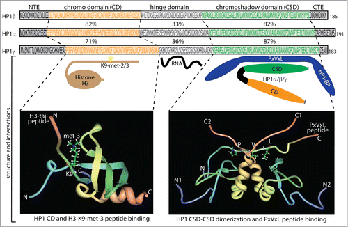 Figure 1. Schematic diagram of the HP1 domain structure. The protein domain structure is projected on the amino acid sequences of HP1α, HP1β and HP1γ with the chromo domain (CD) in orange and the chromo shadow domain (CSD) in green connected by the hinge domain. Also included are the N-terminal extension (NTE) and C-terminal extension (CTE). Percentage identity relative to HP1α is indicated between the sequences. Citation149 Below the diagrams are illustrated examples of key interaction partners. The CD mediates the binding of histone H3K9 di- and tri-methylated (H3K9me2/3)), the hinge mediates RNA interactions, while the CSD mediates HP1-HP1 dimerization that generates a structural platform for interaction with HP1 binding proteins (HP1-BP) including the pentapeptide motif PxVxL (x = any amino acid). Structural analyses of CD and CSD mediated protein interactions are shown in the bottom panels. The bottom panel to the left shows the 3-dimensional structure of the HP1 CD domain binding to histone H3K9 tri-methylated (Protein Data Bank code 2RSN). N- and C-terminal residues of the HP1 CD are shown together with the N- and C-terminal residues of the CD interacting H3 peptide with K9 tri-methylation. The Bottom panel to the right shows the 3-dimensional structure of the HP1 CSD domain binding to the PxVxL motif in CAF1 (Protein Data Bank code 1S4Z). N- and C-terminal residues of the 2 dimerizing HP1 CSDs are shown with numbering index 1 and 2 to distinguish the HP1 subunits. Also the N- and C-terminal residues of the CSD dimer interacting CAF1 peptide are shown with the position of the PxVxL motif indicated.