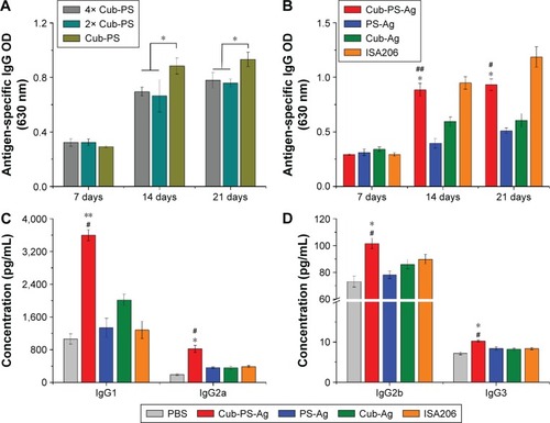 Figure 4 Cub-PS eliciting strong antigen-specific antibody and antibody subclass responses in vivo.Notes: (A) Antigen-specific IgG levels in the serum on injection of different contents of Cub-PS after first immunization. (B) Antigen-specific IgG levels in the serum at the indicated time points after first immunization. (C) IgG1 and IgG2a levels in the serum of immunized mice 21 days after the first immunization. (D) IgG2b and IgG3 levels in the serum of immunized mice 21 days after the first immunization. Data are expressed as the mean ± SEM. *P<0.05 and **P<0.01 vs the PS-Ag group; #P<0.05 and ##P<0.01 vs the Cub-Ag group.Abbreviations: Ag, antigen; Cub-Ag, mixture of cubosomes and Ag; Cub-PS-Ag, mixture of cubosome-polysaccharide nanoparticles and Ag; Ig, immunoglobulin; OD, optical density; PS-Ag, mixture of PS and Ag; SEM, standard error of the mean.