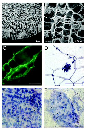 Figure 2. Artificial collagen sponges seeded with isolated testicular cells of mice (7 dpp). (A) Scanning electron microscope image of a collagen sponge prior to culture. (B) Scanning electron microscope image of a colonized collagen sponge. Isolated testicular cells (2 million) established aggregates in the structure of the sponge after one day of culture. (C) Testicular cells of eGFP mice on a collagen sponge after three days of culture. The cells have colonized the collagen scaffold along the given structure. Scale bar represents 100 µm. (D) Micrographs of a section of a paraffin embedded collagen sponge (hematoxylin staining) Scale bar represents 100 µm. (E, F) Histological micrographs for morphological identification of mouse testicular cell types after seven days of culture. Samples were embedded in resin (Technovit, Heraeaus Kulzer, GmbH, Wehrheim, Germany); stained with perjodic acid Schiff reagent; and cut to 3µm sections (protocol according to ref. Citation49). Scale bar represents 100 µm. (E) Cell clusters consist of a mixture of testicular cells. i.e peritubular cells (o), Sertoli cells (*) and some undifferentiated germ cells (#). (F) During colonization of the scaffolds, first signs of tubulogenic reassembly occur. The cells utilize the scaffold for structural reorganization when attaching to the collagen fibers (arrowheads).