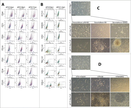 Figure 1. Characterization of AFSC and optimization of the culture condition following episomal reprogramming. (A) Expression of MSC markers in AFSC measured by flow cytometry. The expression pattern is similar to a typical MSC pattern, with some variability in CD90 and CD166. CD34 and CD45 expression were low. (B) Flow cytometric analysis of ESC marker expression in AFSC. No Oct3/4 expression was observed, Nanog expression was negligible, dim Sox2 signal was seen in over 30% of the cells. TRA antigen expression was observed in AFSC9 but not AFSC12. SSEA-1 expression was negligible, a bright SSEA-4 signal was found to be high in AFSC9 but much lower in AFSC12. The pattern of ESC marker expression is not consistent with pluripotency, (C, D). Morphological transformation of AFSC in response to episomal plasmid reprogramming, secondary passaging on day 9 and subsequent culturing on StemAdhere-coated plates in 2 different pluripotency-supporting media – mTeSR-1, E8. AFSC growth medium was used as a control (C); and on VTN-coated plates in the same media (D). VTN in combination with the E8 medium supported emerging colonies of epithelioid cells while StemAdhere and mTeSR-1 medium were non-permissive. Scale bars = 200 µm.