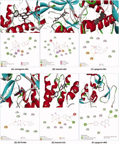 Figure 6. Molecular docking diagrams (3D and 2D). (A) Naringenin with Akt, (B) luteolin with Akt, (C) apigenin with Akt, (D) SC79 with Akt, (E) luteolin with IL6 and (F) apigenin with INS.