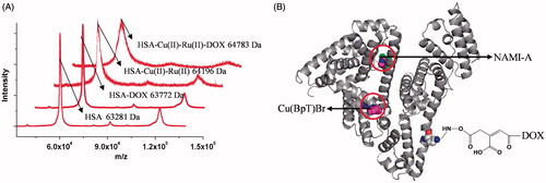 Figure 3. (A) The MALDI-TOF-MS spectrum of HSA and HSA complexes. (B) The model of HSA–NAMI-A–Cu(BpT)Br–DOX complex.