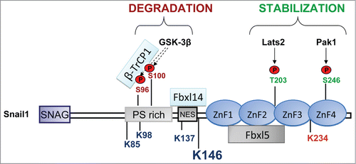 Figure 3. Snail1 phosphorylation sites linked to stabilization or degradation. Stabilizing phosphorylation sites are mainly localized in the C-terminus except the stabilizing ATM phosphorylation site in S100 and ERK2 phosphorylation sites in S82 and S104 (not indicated). The corresponding kinases are indicated by arrows. Phosphorylation sites promoting degradation are in the N-terminus (GSK-3β). The interaction with the F-box proteins Fbxl14 and β-TrCP1 is located in the N-terminus and with Fbxl5 in the C-terminus. The Lysines (K) that are ubiquitinated are indicated: K85, K146 and K234, were found to be specifically ubiquitinated by SCF-Fbxl5 and K98, K137 and K146 were modified by SCF-Fbxl14 or SCF-β-TrCP1. Although other K can be also modified, K146 is the best substrate of the 3 ligases and is the major ubiquitination site. K234 is marked in red because its modification by SCF-FBXL5 has a non-degradative role by decreasing DNA-affinity.
