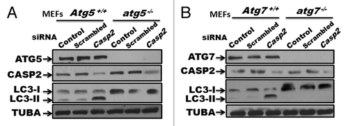 Figure 4. Role of ATG5 and ATG7 in loss of Casp2-induced autophagy. (A) atg5−/− and Atg5+/+ MEFs, and (B) atg7−/− and Atg7+/+ MEFs were treated with prevalidated siRNA against Casp2. Western blotting was performed to validate the efficiency of the siRNA by probing the blots for protein levels of CASP2. Modulation of autophagy was detected by determining LC3 levels (LC3-I and LC3-II). The same blots were probed for ATG5 or ATG7 to confirm the genotype and tubulin, α (TUBA) that served as a loading control. Shown is a representative blot. Each experiment was repeated at least 3 times.