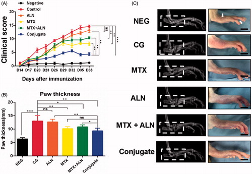 Figure 5. Efficiency of MTX–ALN in the CIA model. (A) Clinical scores of CIA model are shown. (B) Serial measurements of hind-paw thickness in CIA rats in the control (PBS 1 mg/kg; n = 5), MTX–ALN (1 mg/kg; n = 5), MTX (1 mg/kg; n = 5), ALN (100 µg/kg; n = 5), and MTX (1 mg/kg) with ALN (100 µg/kg) (n = 5) groups. (*p < .05, **p < .01, ***p < .005 compared with controls. ###p < .001, compared with NEG). (C) Macroscopic images of inflamed joints of NEG, CG, MTX, ALN, MTX with ALN, and MTX–ALN groups are shown. NEG: negative control; CG: control; MTX + ALN: free MTX combined with free ALN.