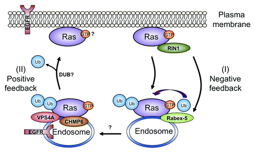 Figure 1. A model of the shuttling of H-Ras or N-Ras between the plasma membrane and endosomes. Activated Ras proteins stimulate the RIN1 effector, which then activates and recruits Rabex-5 to ubiquitylate Ras to facilitate retention in endosomes.Citation14 One consequence of endosomal internalization is suppression of the signaling output from the Ras pathway (I).Citation13–Citation15 A fraction of the GTP-bound and ubiquitylated Ras can also stimulate ESCRT-III components CHMP6 and VPS4A to enable sorting and recycling of components from the Ras pathway, such as EGFR (and possibly Ras itself) back to the plasma membrane. This pathway apparently enhances Ras signaling (II).Citation28 Ubiquitylation of Ras in Pathway I forms a negative feedback loop to more efficiently attenuate Ras signaling, while Pathway II acts in a positive feedback loop for sustained and prolonged Ras signaling. Proper balancing of these two pathways can serve to fine tune Ras signaling outputs. Question marks denote many important questions that hopefully will be addressed in the future (see text).