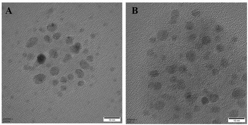 Figure 2. Transmission electron microscopy image of nanoparticles. (A) MITC NPs and (B) HACE/MITC NPs.
