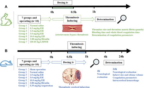 Figure 1 Antithrombotic experiment design. (A) Experimental process in rabbit model of arteriovenous bypass thrombosis. (B) Experimental process in rat model of thrombotic cerebral infarction.