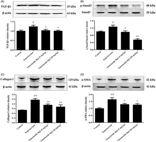 Figure 6. Effect of ginsenoside Rg2 on TGF-β1/Smad signalling pathway in myocardial ischaemic rats. Data are presented as the mean ± SD (n = 3). ##p < 0.01 compared with control group; *p < 0.05, **p < 0.01 compared with isoproterenol group. A indicates representative photograph and bar graph of TGF-β1. B indicates representative photograph and bar graph of p-Smad3. C indicates representative photograph and bar graph of collagen I. D indicates representative photograph and bar graph of α-SMA.