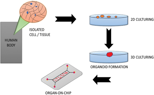 Figure 3. Organ-On-Chip development.