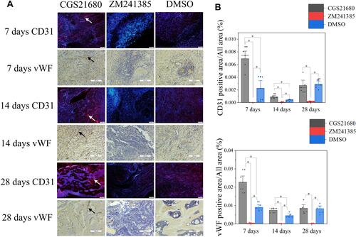 Figure 2 The role of ADA2AR on VECs during bone healing. (A) CD31 immunofluorescent staining and vWF immunohistochemical staining. CGS21680 promoted CD31 (red, arrows) and vWF (brown, arrows) expression at 7, 14, 28 days. Immunofluorescent images, ×40; original scale bar, 200 μm. Immumohistochemical images, ×200; original scale bar, 100 μm. (B) Bar graphs showed the difference between groups, *p<0.05. n=5 at each timepoint.