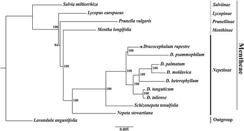 Figure 3. A phylogenetic tree (RAxML) was established based on concatenated sequences of 75 common protein-coding genes in 14 complete chloroplast genomes of the family Lamiaceae. The sequences used for tree construction are as follows: Salvia miltiorrhiza (JX312195; Qian et al. Citation2013), Lycopus europaeus (OM617843), Prunella vulgaris (MZ636547), Mentha longifolia (KU956042; Vining et al. Citation2017), Dracocephalum rupestre (OP526971), D. psammophilum (MZ750980), D. palmatum (KU958581), D. moldavica (MT457747; Yao et al. Citation2020), D. heterophyllum (MW970109; Zhang et al. Citation2021), D. tanguticum (MT457746; Yao et al. Citation2020), D. taliense (MT473756; Zhao et al. Citation2021), Schizonepeta tenuifolia (MW900176), Nepeta stewartiana (MT733874; Wu et al. Citation2021), Lavandula angustifolia (KT948988). The numbers above the nodes indicate bootstrap values with 1,000 replicates.