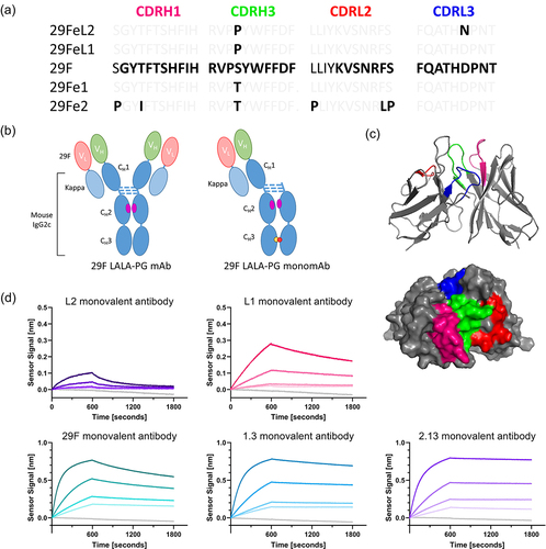 Figure 1. Engineered anti-PD-1 monovalent mutants. (a) Mutations across complementary determining regions (CDR) compared to the parental murine anti-PD-1 clone, 29 F.1A12. (b) Bivalent and monovalent antibody formats including LALA-PG mutations to silence Fc effector function.Citation22 (c) Homology model generated using the ROSIE platform.Citation23–26 Colors match the CDR as indicated in panel (a). (d) Fitted association and dissociation curves generated via Octet (FortéBio, Sartorius AG) for the monovalent antibody panel. Figure 1 shows the sequences of the antibody variants, a graphical model of the protein structures, a homology model, and the biolayer interferometry results displaying a range of affinity for mouse PD-1