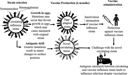 Figure 1. Antigenic mismatch decreases effectiveness of seasonal influenza vaccinesCitation4. The prevalent circulating strains are selected 6 months before the beginning of the flu season, to allow adequate time for vaccine production. These strains are grown in eggs. Mutations may occur in the vaccine strains to increase their ability to grow in eggs (egg-adaptation). Mutations may occur in the circulating strains between selection and vaccine administration (genetic drift). Both types of mutations may lead to antigenic mismatch, so vaccinated populations do not have protection against the influenza strains circulating at the time. This leads to low vaccine effectiveness for that season