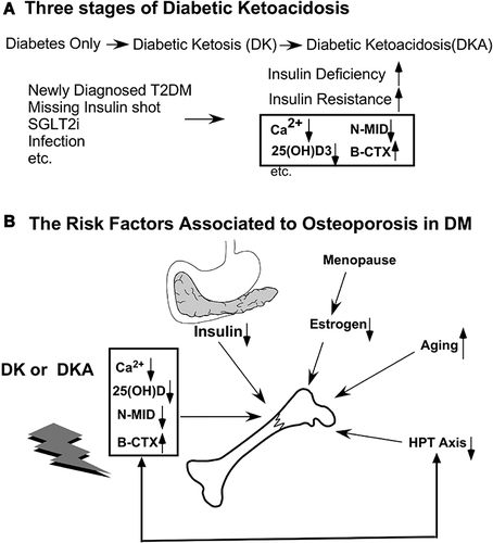 Figure 11 The relationship between bone turnover markers and diabetic ketoacidosis (DKA) conditions. (A) Many risk factors, such as missing insulin shots, infection, and unawareness of DM in individuals with newly diagnosed diabetes, can all lead to ketoacidosis. (B) Besides the factors that cause osteoporosis (OP), such as deficiency of insulin, abnormal estrogen after menopause in women, aging, and imbalance of the hypothalamus-pituitary-Thyroid (HPT) axis, diabetic ketoacidosis causes serum Ca2+, 25 (OH) D, N-MID to decrease while the bone-breaking marker, β-CTX, to increase.