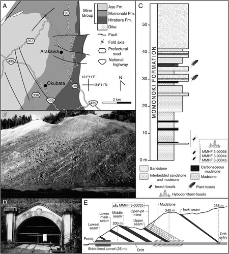 FIGURE 2. A, geological map of the Mine Group in Ominecho. Redrawn and modified from Kimura et al. (Citation1983). B, historical photograph of the outcrop exposed at the Okubata locality between 1987 and 1990 before it was subsequently covered, date unknown. Courtesy of the Mine City Museum of History and Folklore. C, approximate stratigraphic position of hybodontiform teeth at Okubata locality. Stratigraphy of the Momonoki Formation measured near ground-level at outcrop pictured in B. Redrawn and modified from Takahashi et al. (Citation1992). D, historical photograph of the portal to the abandoned Arakawa coal mine, date unknown. Courtesy of the Mine City Museum of History and Folklore. E, approximate stratigraphic position of hybodontiform tooth at Arakawa locality relative to major coal seams within the Momonoki Formation. Geological cross section of the Arakawa coal mine redrawn and modified from Omine Coalfield Memoirs Editorial Committee (Citation2000).