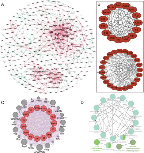 Figure 5. Protein-protein interaction network analysis. (A) Protein-protein interaction network of the 604 differentially expressed genes with a score >0.7; Disconnected nodes were hiding in the network; Red nodes represent up-regulated proteins, and the green represents down-regulated proteins. (B) The PPI network of two significant modules selected by ClusterOne. (C) The top 15 nodes were extracted as hub genes using module cytoHubba, displayed by the GeneMANIA plug-in in Cytoscape. (D) The interaction network of GO terms generated by the Cytoscape plug-in ClueGO. The significant term of each group is highlighted.