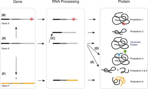 Figure 1. (a) The canonical pathway of the gene, to transcript, to final protein. (b) Single nucleotide polymorphisms on the genomic level can translate to an altered amino acid sequence and therefore an altered protein or proteoform. (c) Alternative splicing at the mRNA level leads to exclusion of exons, creating different proteoforms that originated from the same original genomic sequence. (d) Post-translational modifications at the protein level create proteoforms that may have altered functions from the canonical protein. (e) Proteolysis, a protein level modification that cleaves proteins, creates proteoforms that are distinct from the original protein they are cleaved from. (f) The fusion of two different genes may lead to the formation of an entirely new protein.