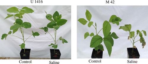 Figure 2. Comparison of a saline-tolerant genotype (U 1416) and saline-sensitive genotype (M 42) subjected to 150 mM NaCl solution (Saline) or water (Control) conditions. The photos were taken 3 days after the saline treatment with 150 mM NaCl in 2015.
