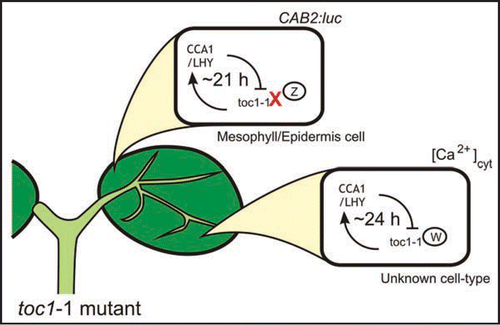 Figure 1 Models of how the toc1-1 mutation might differently affect cell-type specific circadian oscillators. The single mutant toc1-1 have 21 h rhythms of CAB2 promoter activity and 24 h-rhythms of [Ca2+]cyt oscillations. The toc1-1 mutation is a single amino acid change in the CCT domain. The CCT domain is involved in protein-protein interaction and/or nuclear localization. We have proposed that circadian oscillators with different periods are present in different cell-types. The luminescence generated by CAB2 promoter-drived luciferase (from the CAB2:luc) is probably originated in the epidermis and mesophyll cells. In this model, we propose that the mutation on the CCT domain impairs the mutated TOC1 interaction with the hypothetical protein Z in these cells-types. In contrast, in other cell-types, the mutated TOC1 still interacts with other hypothetical proteins (W), despite the mutation in the CCT domain. In those cell-types, the circadian oscillator could still run with a 24 h period for [Ca2+]cyt rhythms (from the 35S:AEQ construct). One possible identity for Z and W are the members of the PHYTOCHROME INTERACTING FACTOR (PIF) related PIF3-LIKE (PIL) family.