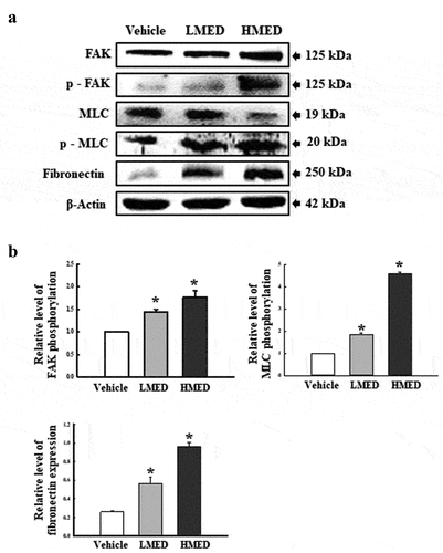 Figure 6. Expression of FAK/MLC2 signaling pathway members in MED-treated NHDF cells. Expression levels of five proteins were determined using an imaging densitometer. The level of each protein was presented relative to the intensity of actin. Two to three dishes per group were used to prepare cell homogenates, and western blot analysis was performed in duplicate for each sample. Data are reported as the mean ± SD. *, p < 0.05 relative to the Vehicle-treated group. Abbreviations: LMED, Low concentration of MED, HMED, High concentration of MED.