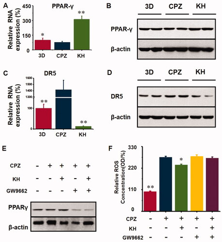 Figure 8. Kuhuang could have an antioxidant effect and protect cell death via activating PPARγ. (A) RNA expression of PPARγ in different groups (3D, CPZ, KH). (B) WB analysis of PPARγ in different groups (3D, CPZ, KH). (C) RNA expression of DR5 in different groups (3D, CPZ, KH). (D) WB analysis of DR5 in different groups (3D, CPZ, KH). (E) WB analysis of PPARγ in different groups (3D, CPZ, KH, CPZ + GW9662, and KH + GW9662). GW9662 is the inhibitor of PPARγ. (F) ROS concentration in different groups (3D, CPZ, KH, CPZ + GW9662, and KH + GW9662).