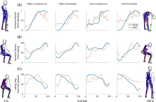 Figure 12. Model activations and sEMG activations for the right and left longissimus and iliocostalis during (A) a forward flexion of the spine from a standing upright position, (B) a forward flexion of the spine from a sitting upright position and (C) for lifting a 5 kg box from the ground to a standing upright position. Activations are normalised to the maximum activation over the activity. The stances at the beginning and end of each task are shown on the left and right of the graphs respectively.