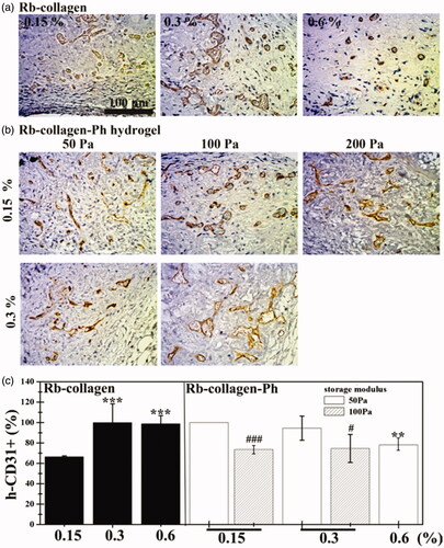 Figure 7. Crosslinking modulation of human ECFCs-MSC-mediated vascular network formation in collagen (left) or collagen-Ph (right) hydrogels after 7 days in vivo. Representative images of sections stained with human CD31+ ECFCs identified by immunohistochemistry shown in (a) collagen and (b) collagen-Ph hydrogels at various conditions. (c) The extent of human vascular network formation was quantified by counting erythrocyte-filled lumens, showing the percentage of the total blood vessels expressing human CD31. In collagen hydrogels, p values less than .001 were considered statistically significant and were labeled *** compared with the 0.15% collagen hydrogel. In collagen-Ph hydrogels, p values less than .01 were considered statistically significant and were labeled ** compared with the 0.15% collagen-Ph hydrogel with the same G’. p values less than .1 and .001 were considered statistically significant and were labeled # and ### compared with the collagen-Ph hydrogel with G’ of 50 Pa at the same concentration.